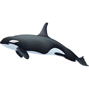 Killer whale PNG-71261